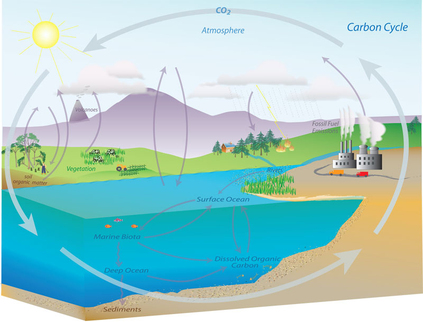 Estuaries in the Carbon Cycle